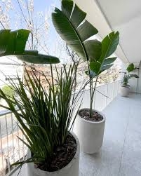 Strelitzia Nicolai