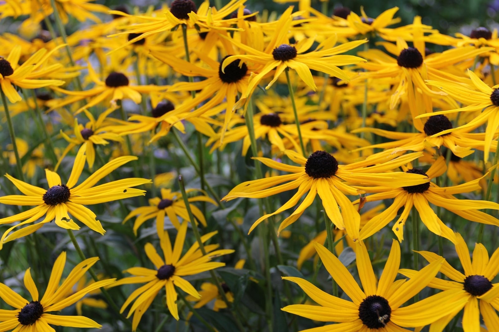 arnica-468434_1920