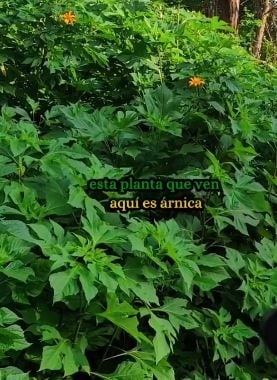 PLANTA6455