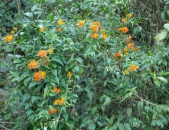 ARNICA88