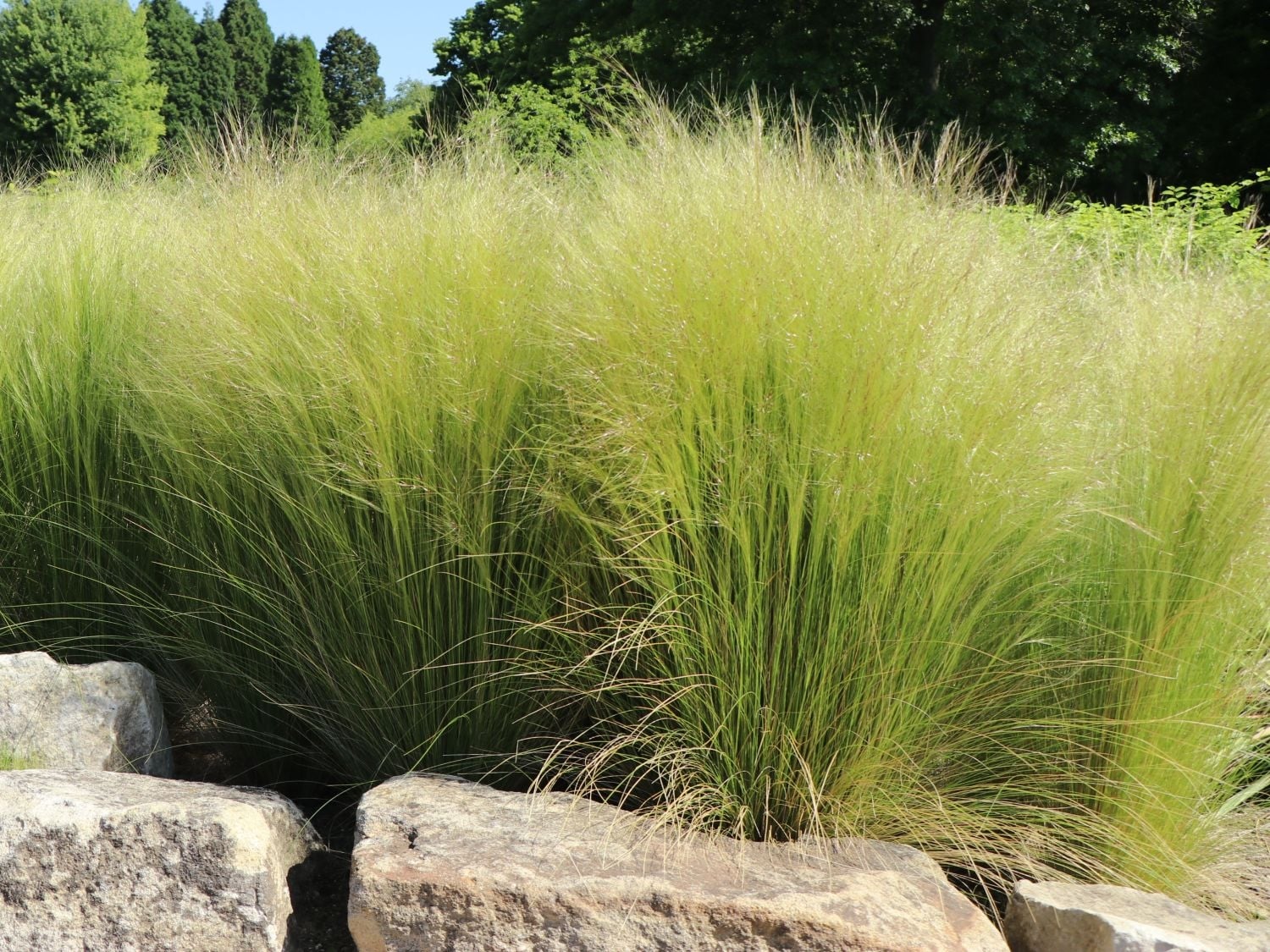 Stipa (Fuente Baom)