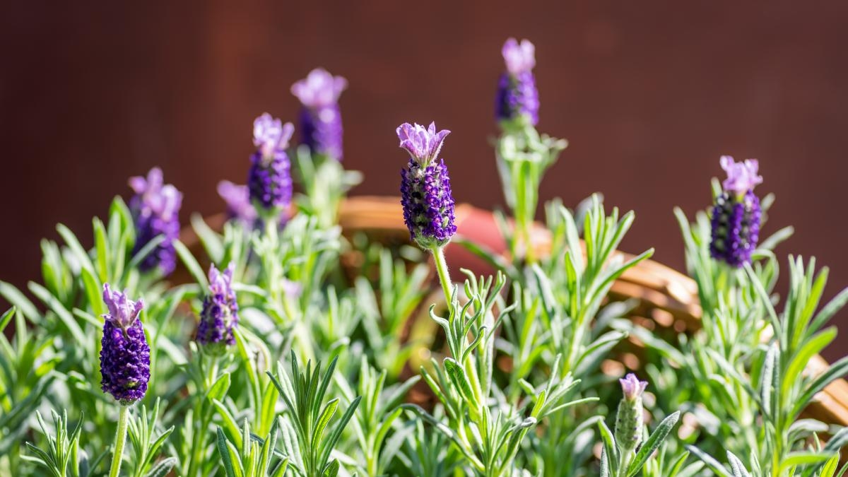 plantas3 lavanda