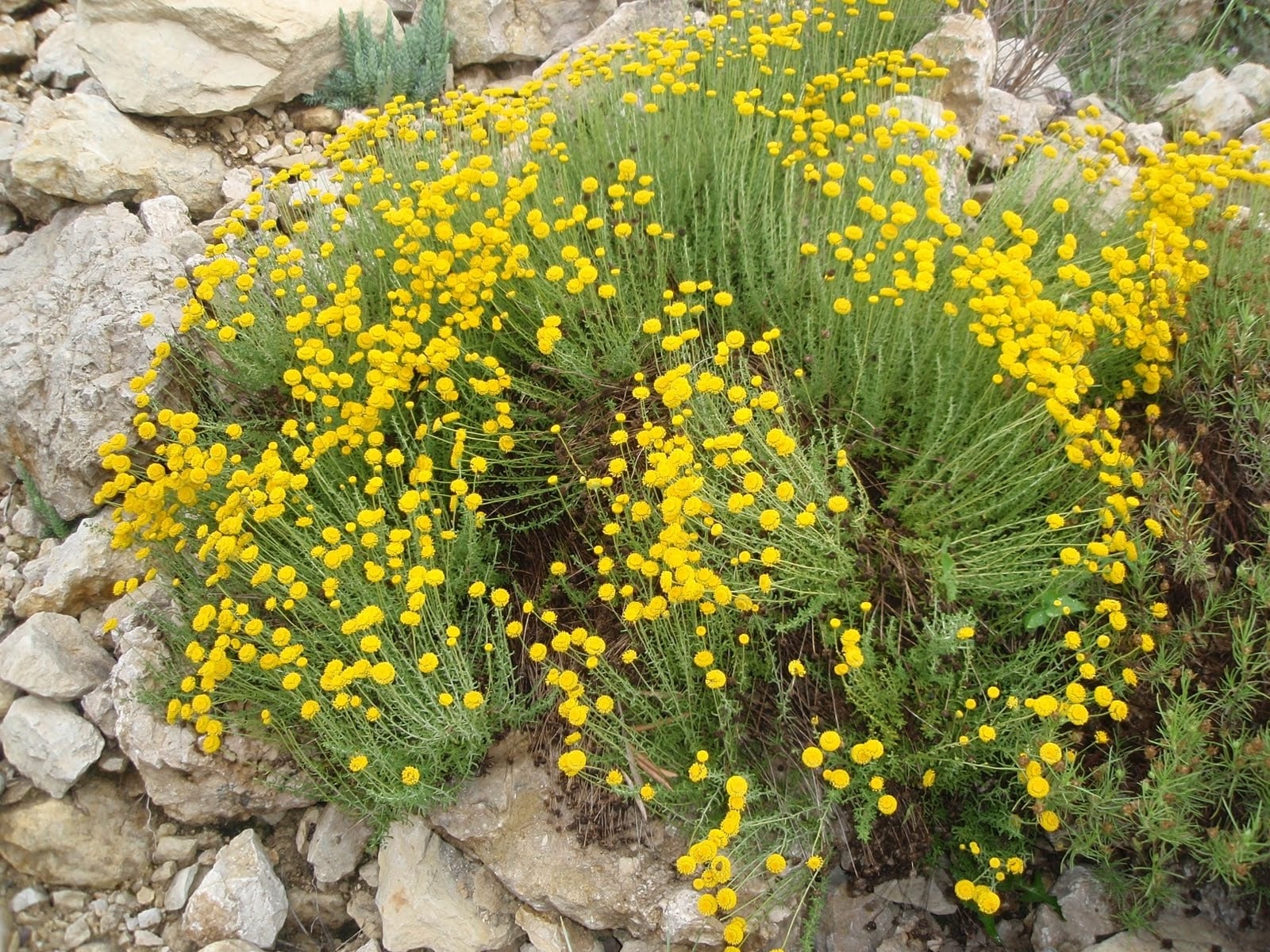 plantas 1 santolina