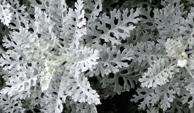 plantas 1 cineraria