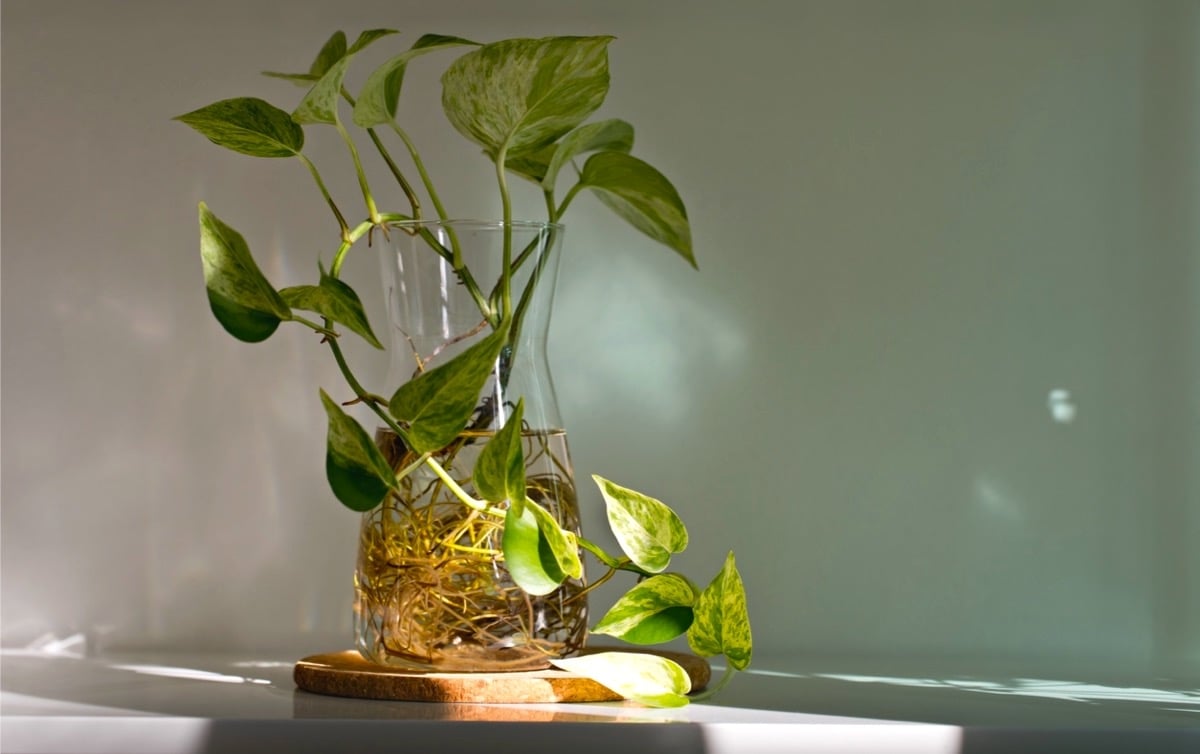 PLantas