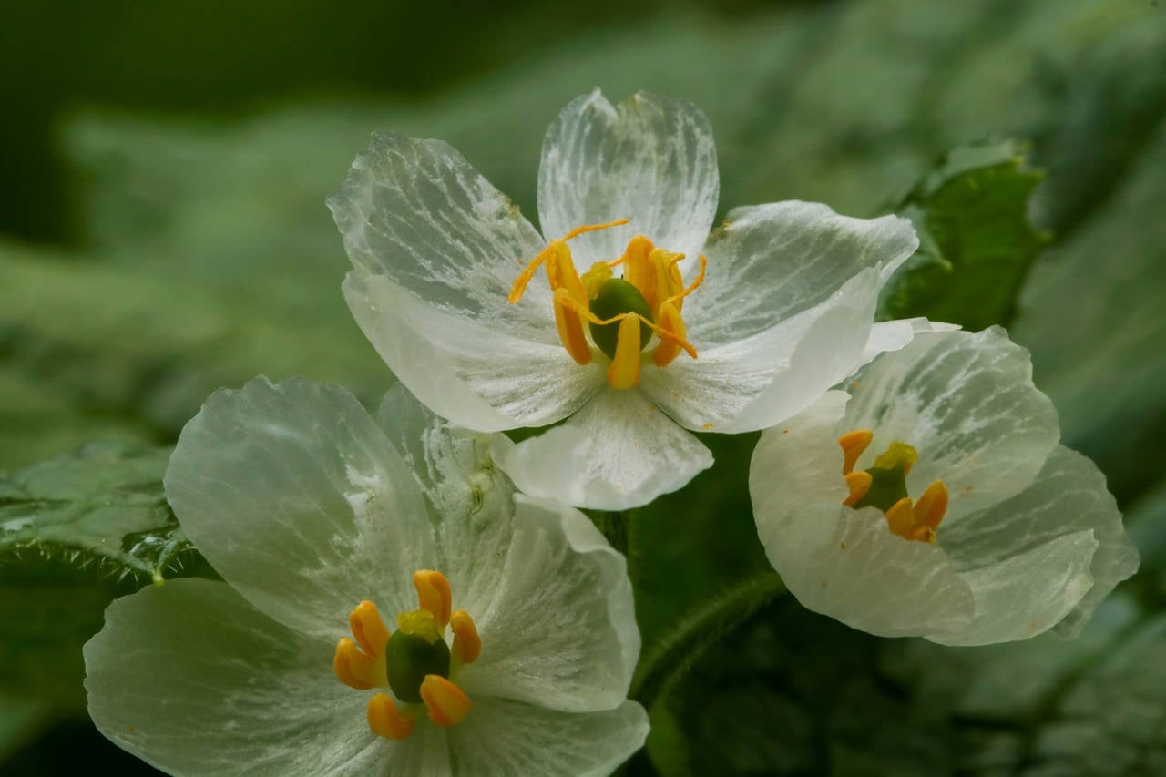 plantas1 fuente iStock
