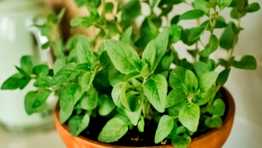 oregano 2