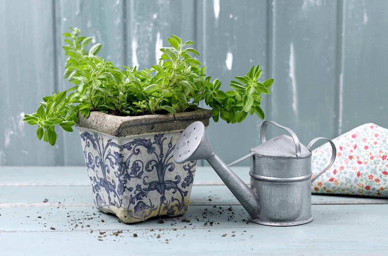 oregano
