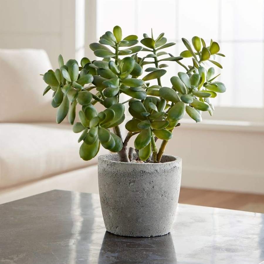 Plantas 2