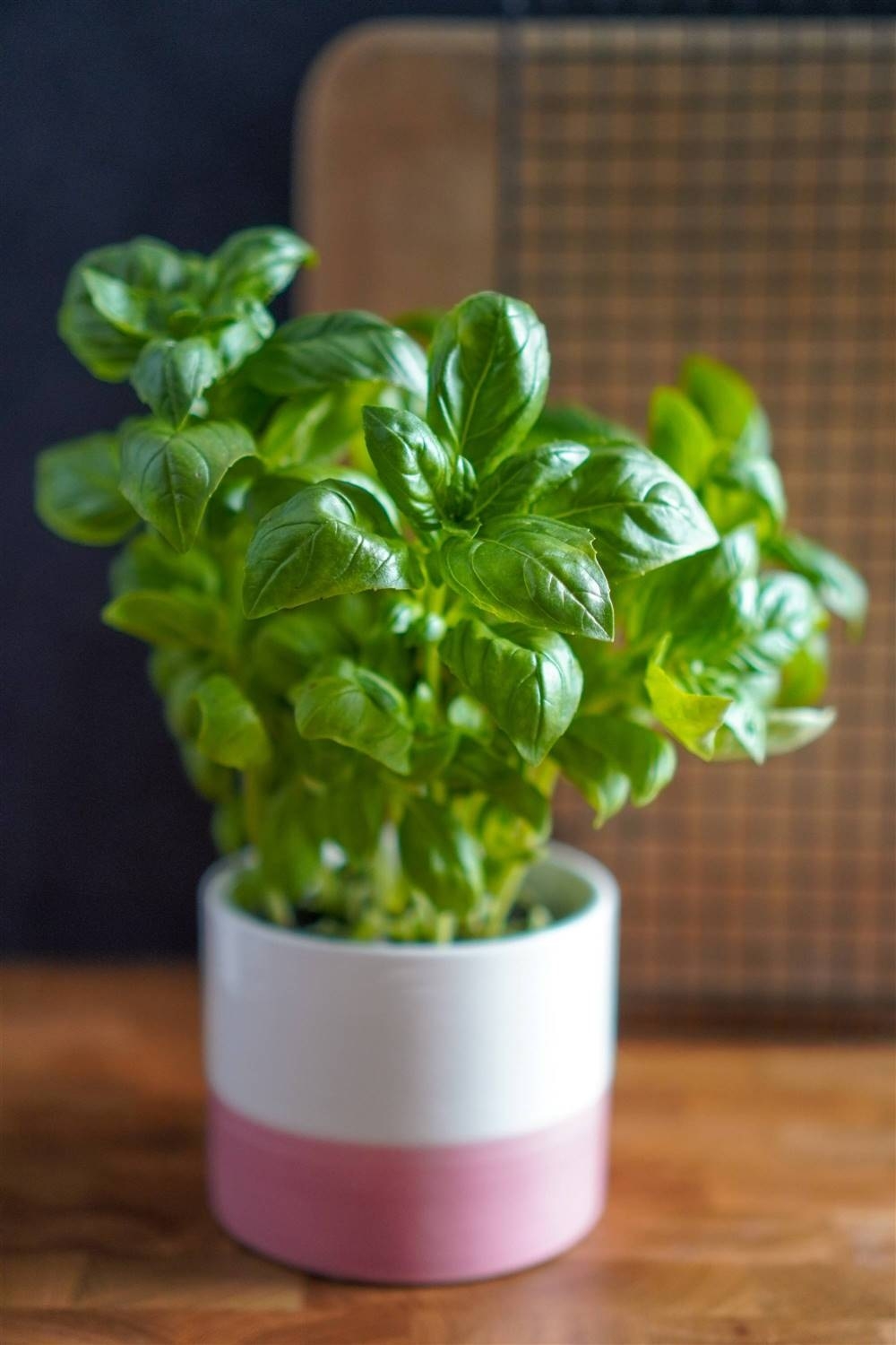 Plantas 4
