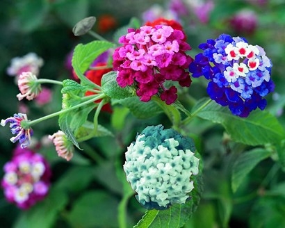 plantas3