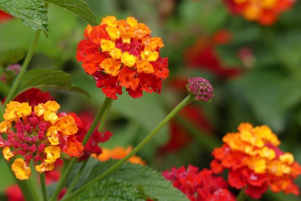 plantas2