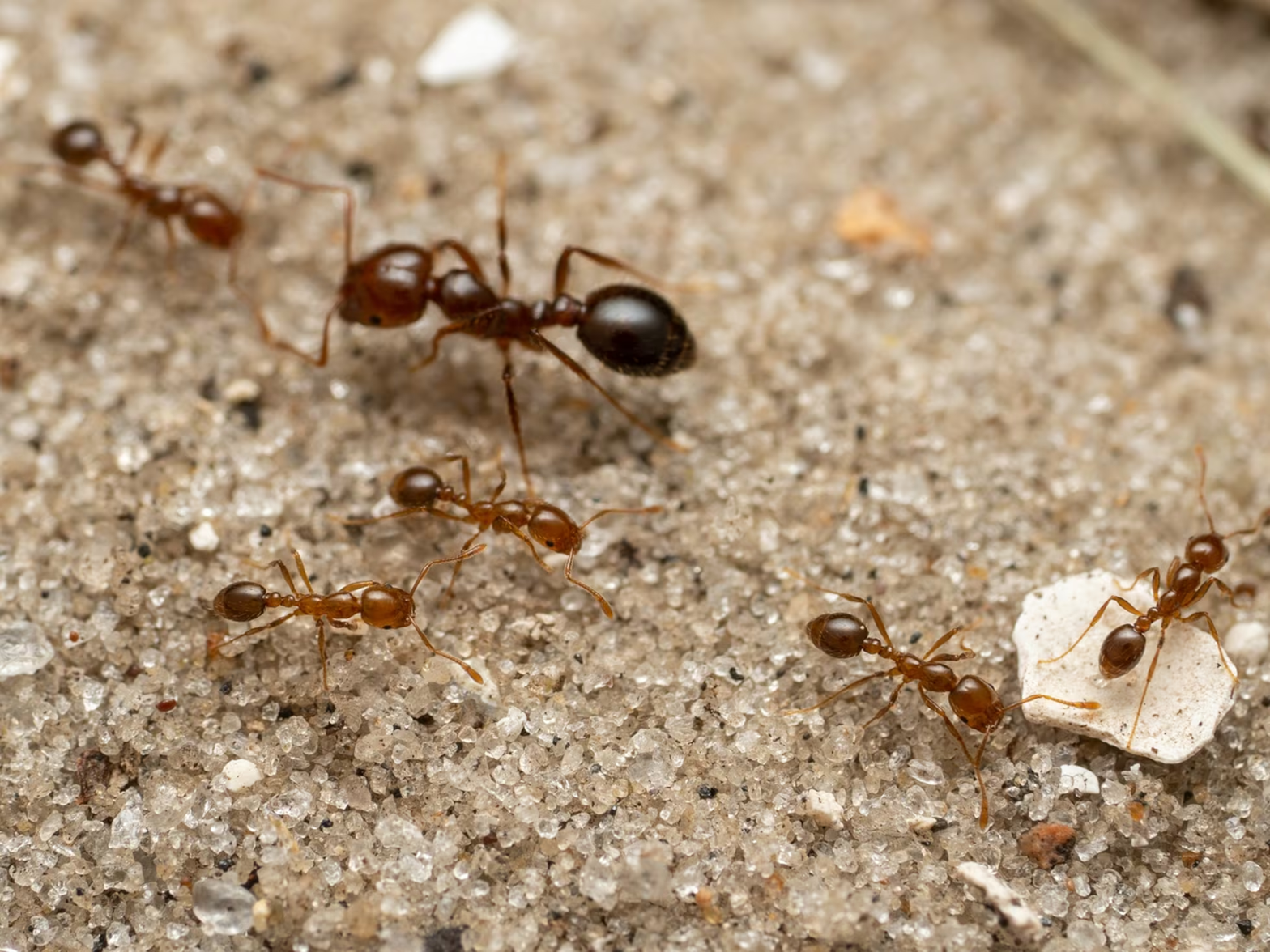 hormigas