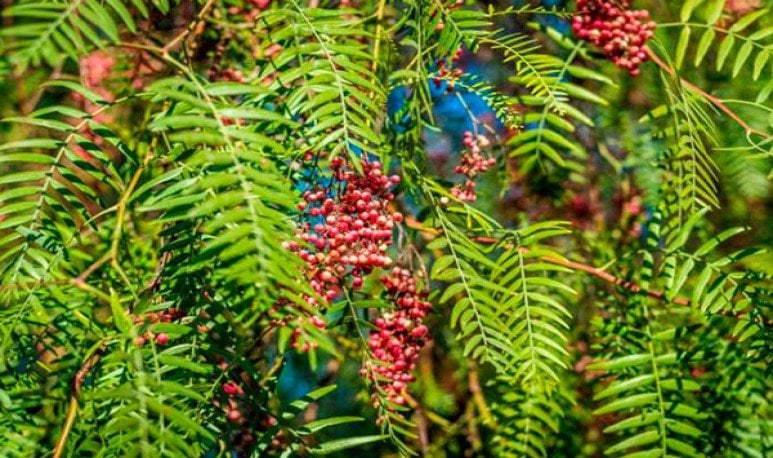 Plantas1 Fuente Ser Argentino