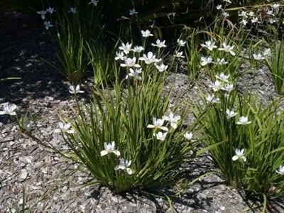 dietes 1
