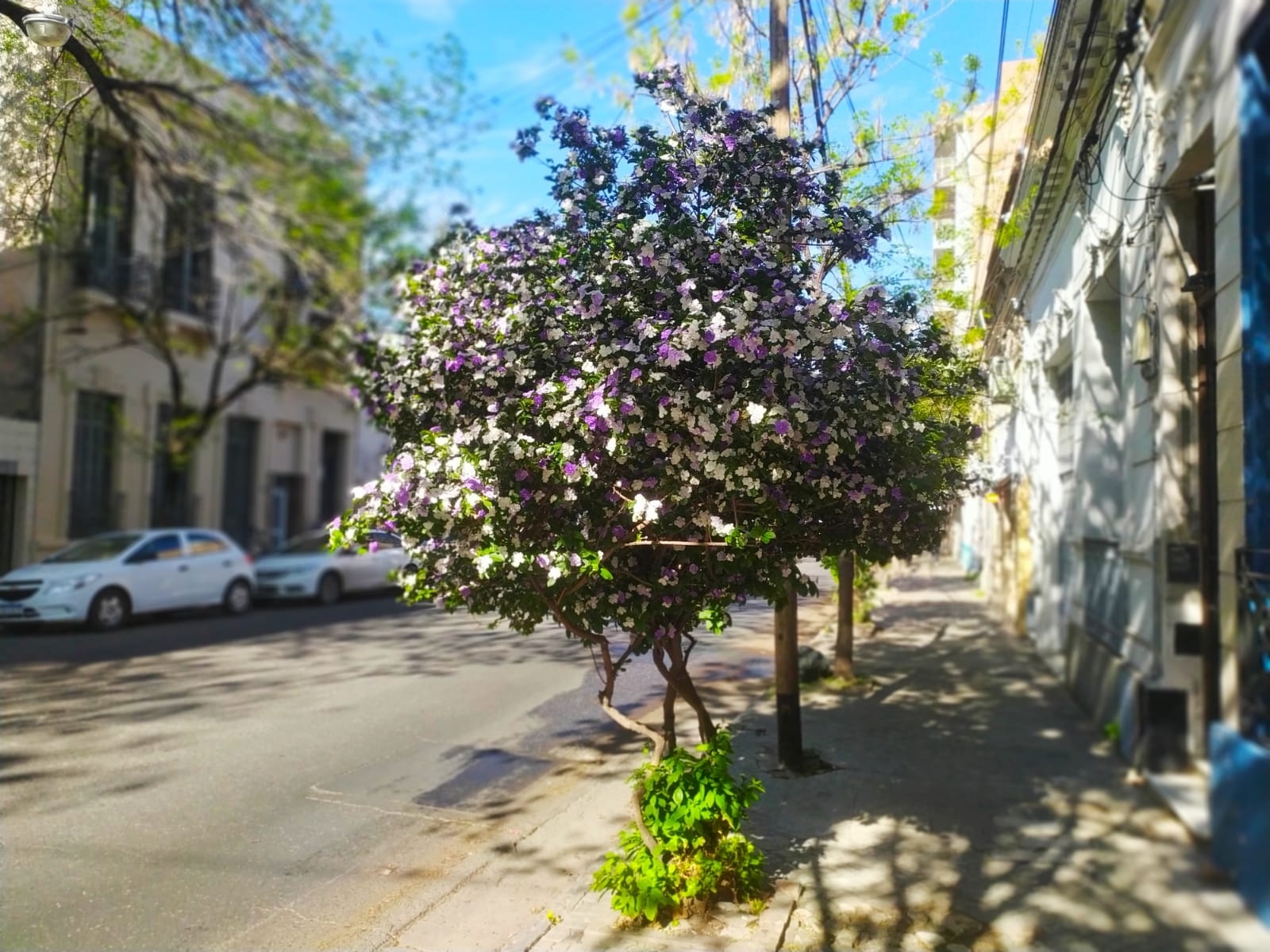 Planta 1