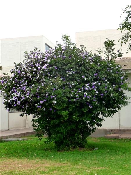 Planta 2