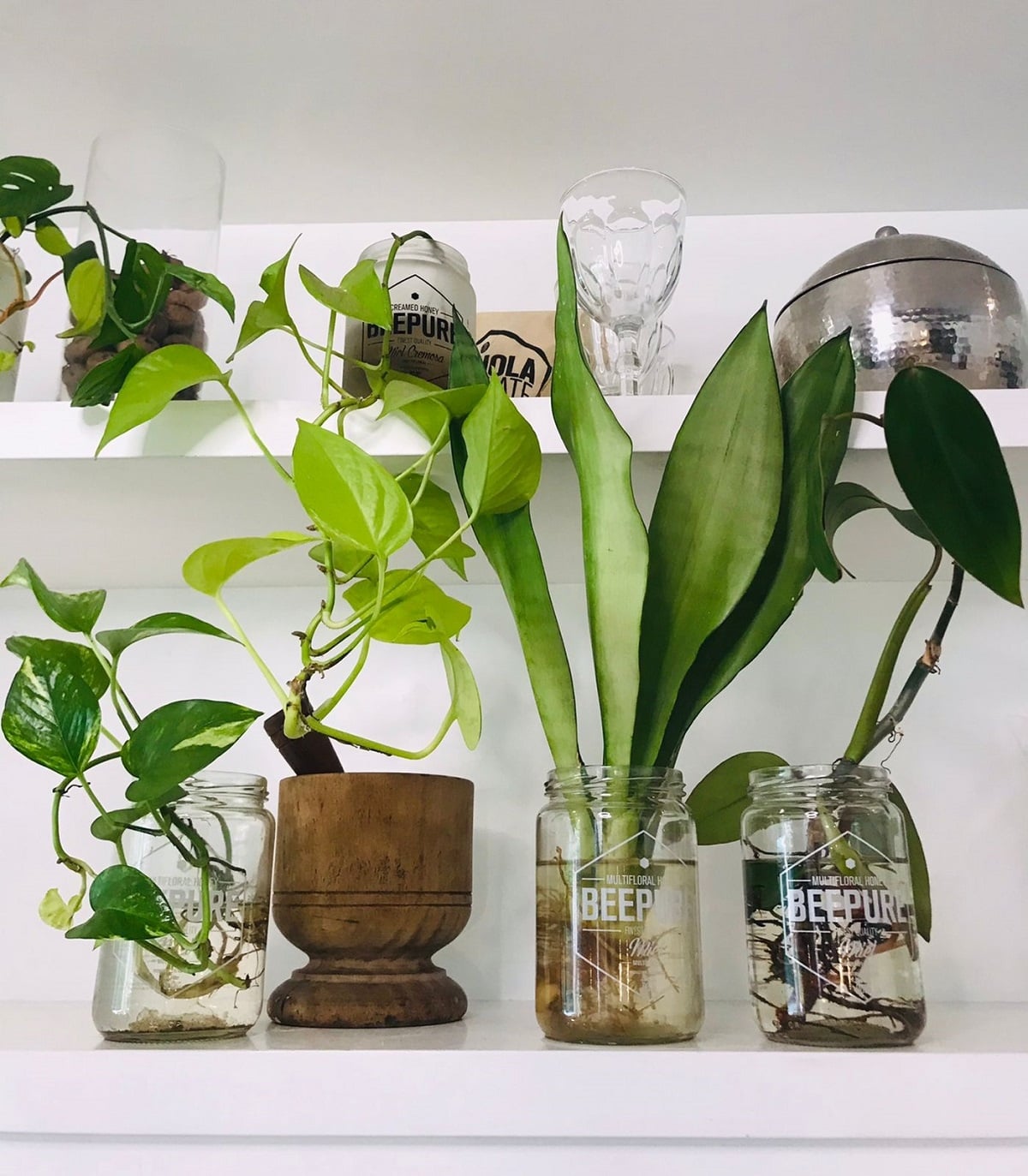 Plantas