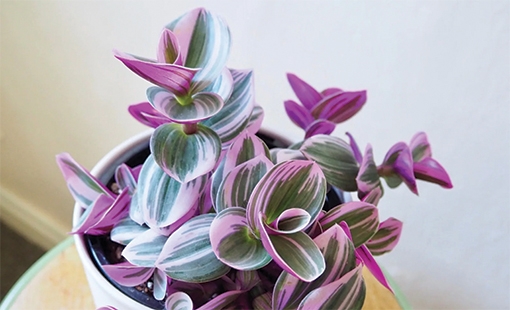 plantas3 tradescantia