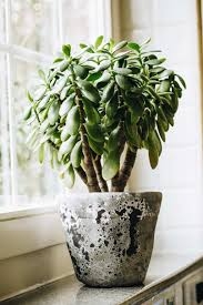 arbol de jade 2