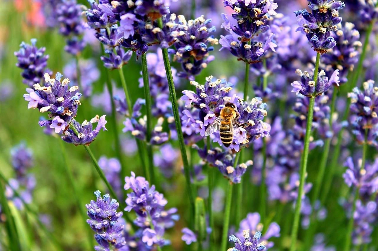 lavanda 2