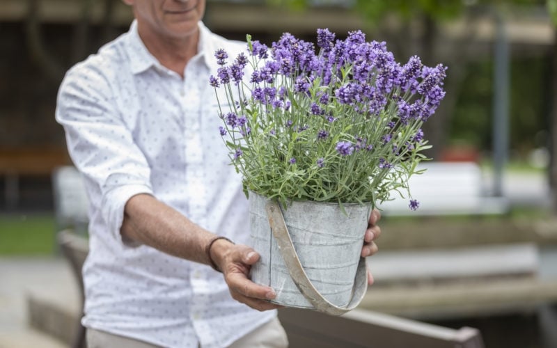 lavanda 3