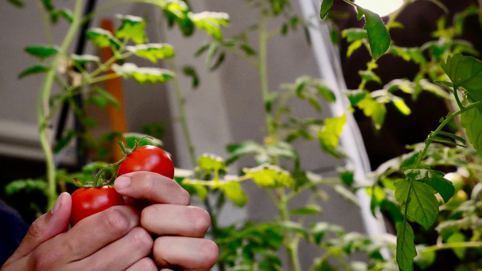 persona-trabajando-tomates-plantados-casa_98