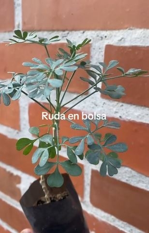 ruda4222