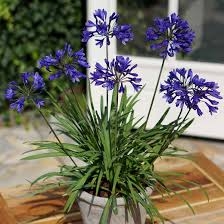 agapanthus 1
