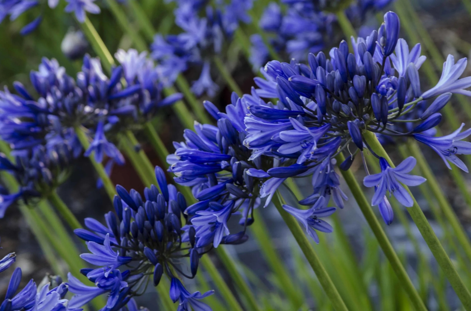 agapanthus 2