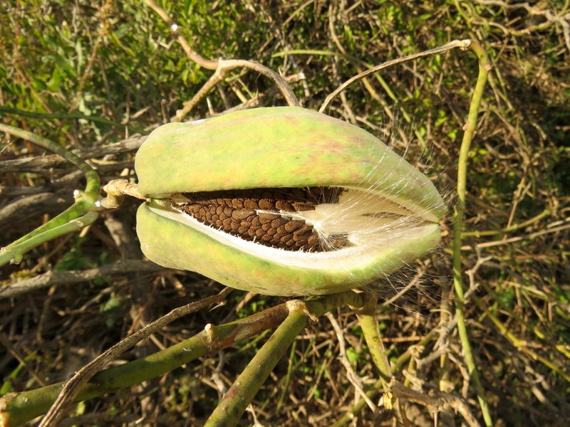 tasi 1