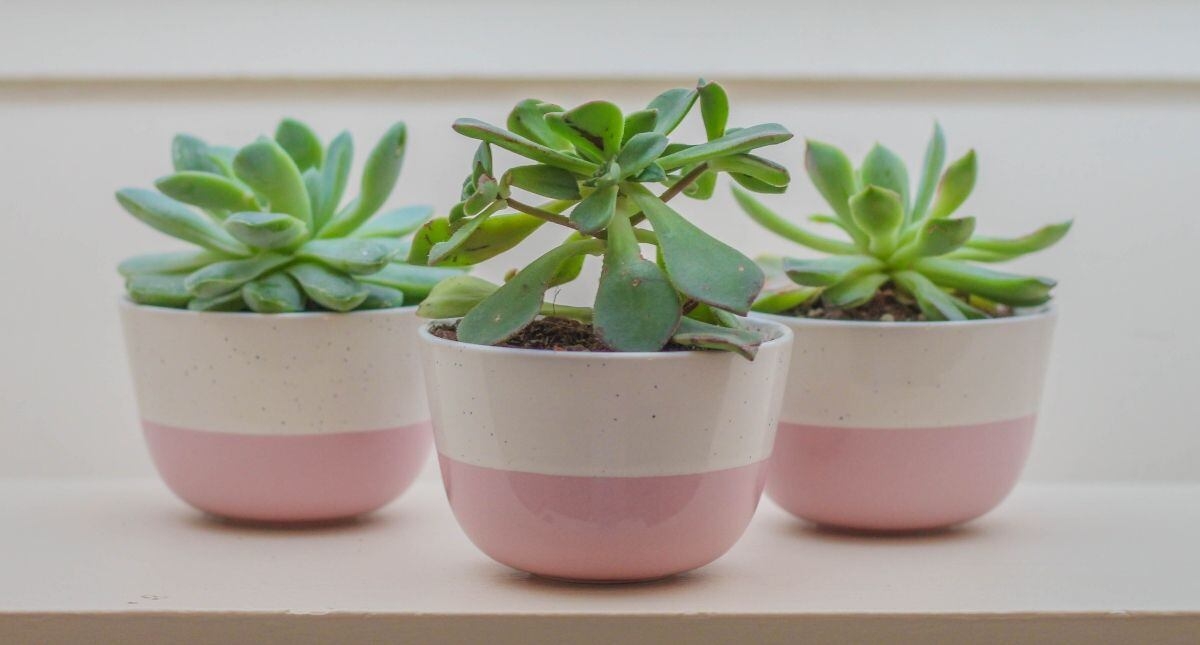 Plantas