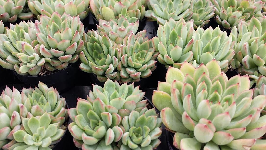 plantas3 echeveria starlite