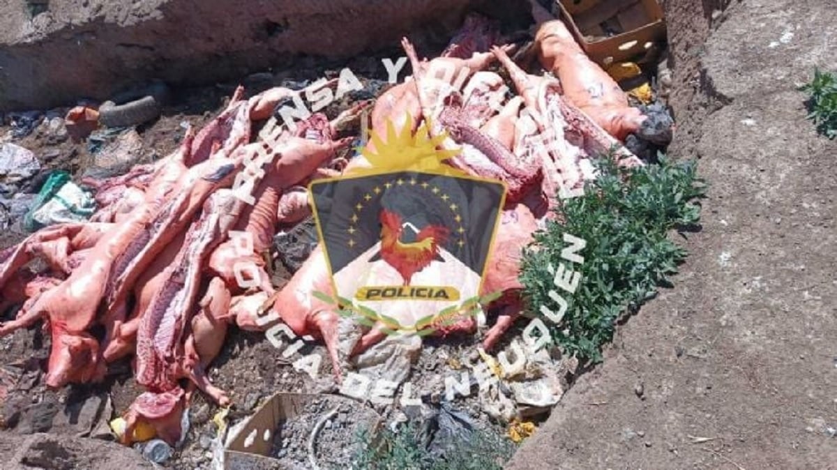chanchos secuestrados