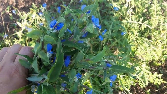 Plantas 3
