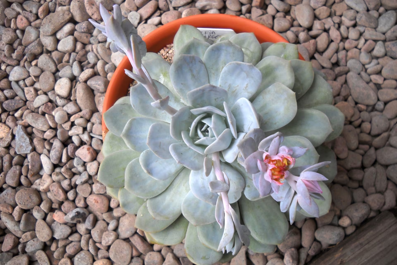 suculentas 3