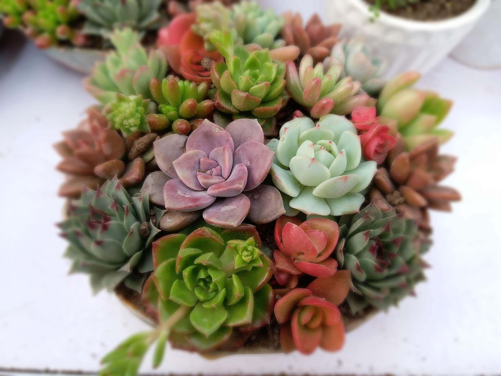 suculentas