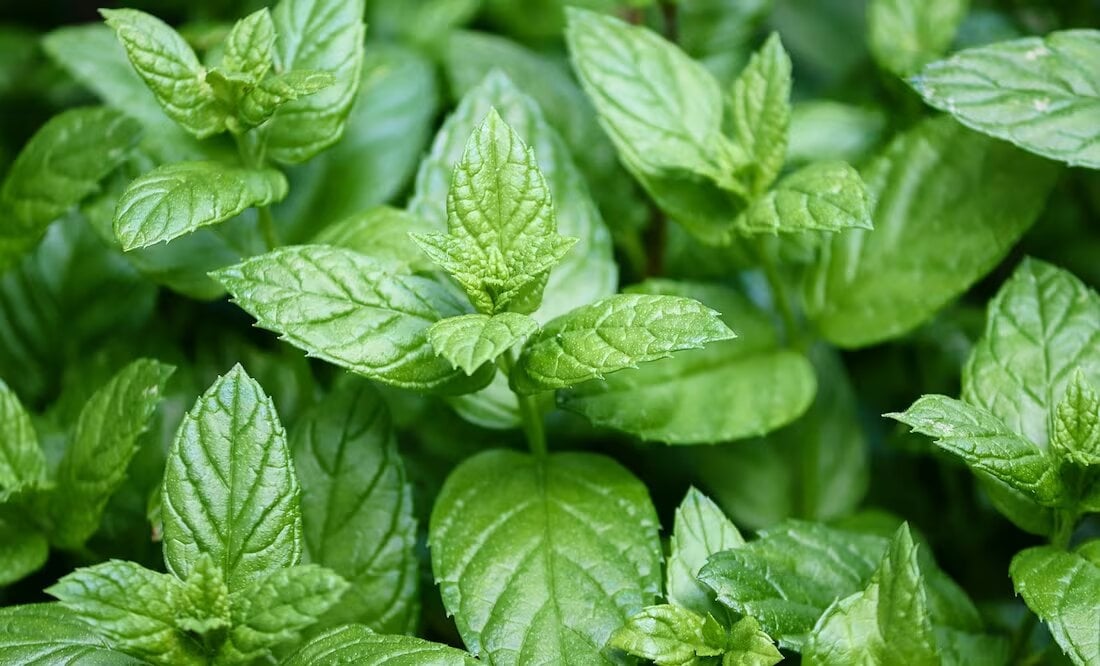herbáceas
