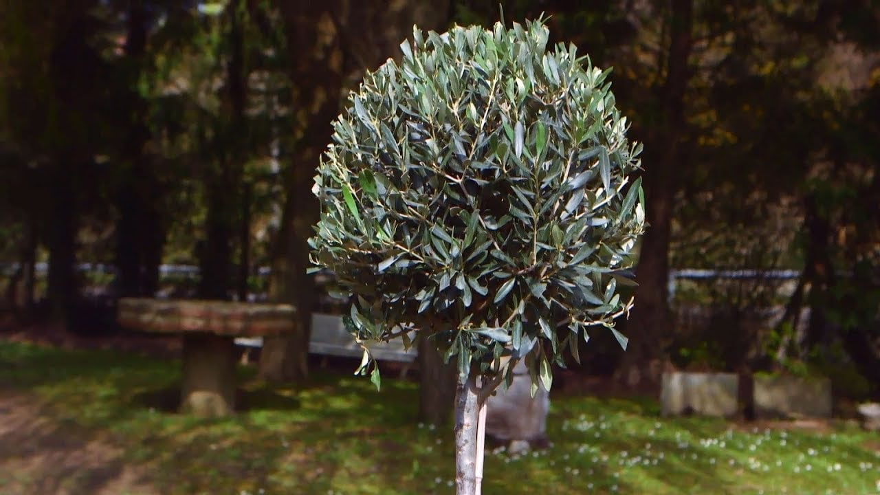 Plantas