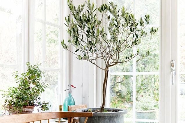 plantas1
