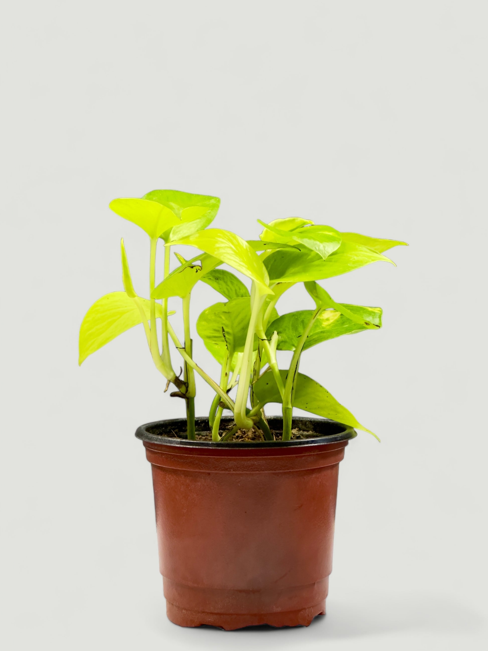 Photoroom_20240612_192141