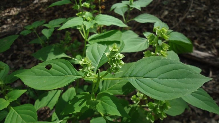 albahaca 2