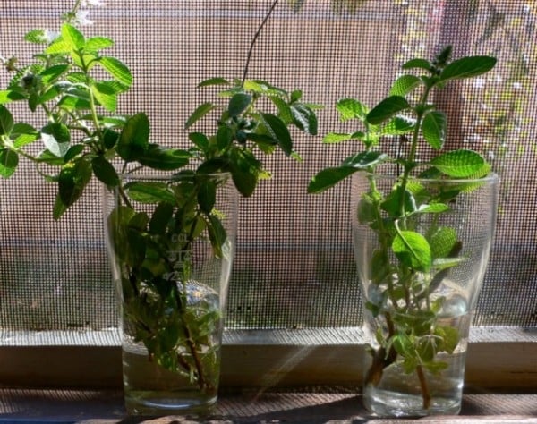 albahaca 3