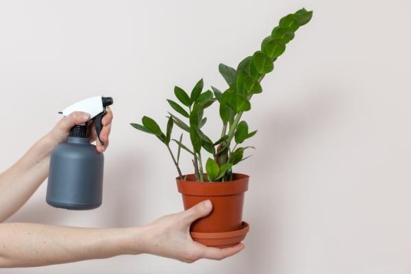 Planta 2