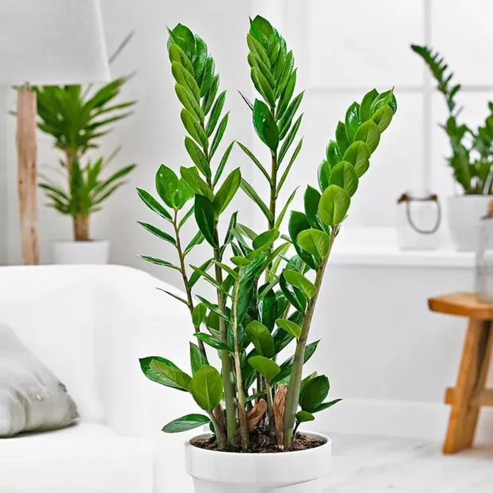 Planta 5