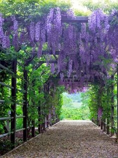 plantas enredadera 1