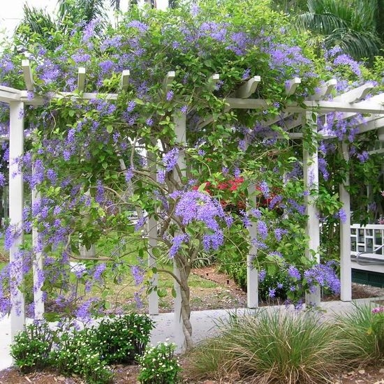 plantas enredadera 3