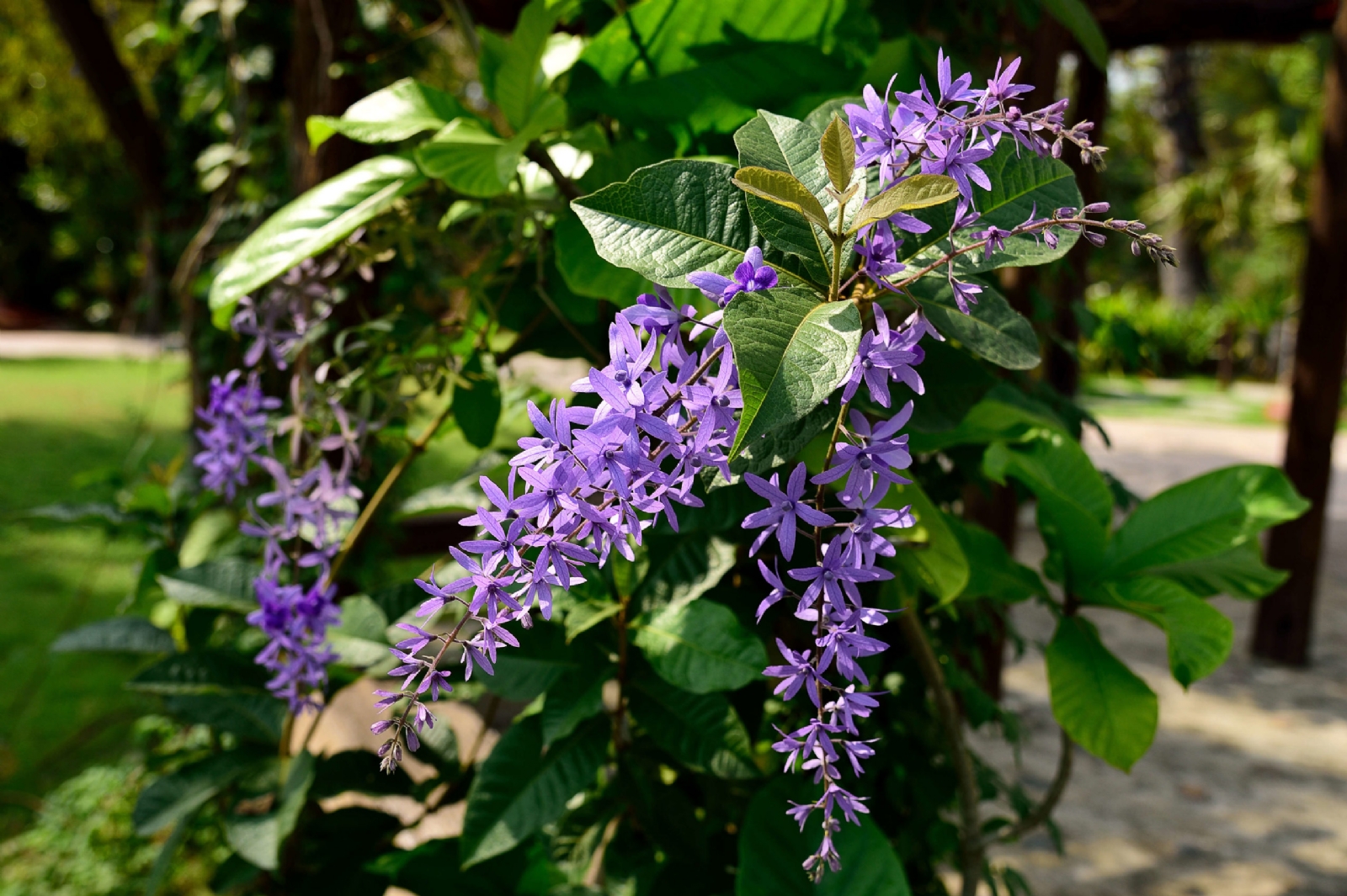 plantas enredadera