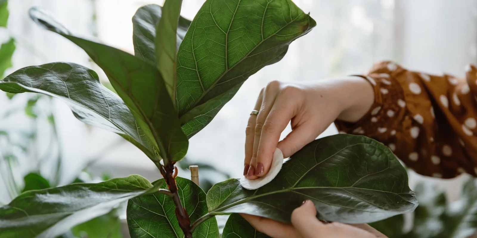 ficus