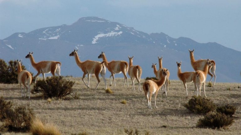 guanaco-24-65d7417727694_1200-768x432